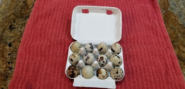 QUAIL LIFE FARM AND HATCHERY - Updated January 2025 - 15264 Samons Rd