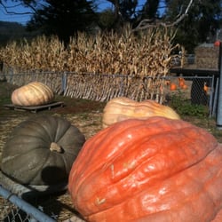 Giant pumpkins