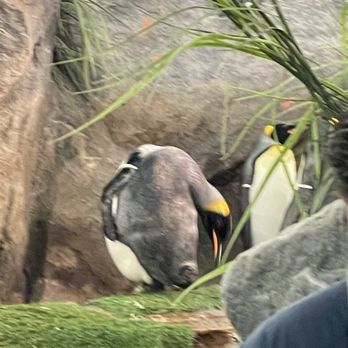 Saint Louis Zoo - Penguins - Zoos Near Me - St Louis, Missouri
