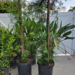 Tustin Meadows Nursery - 15-gallon Podocarpus