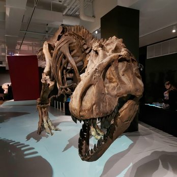 Royal Ontario Museum - T-Rex Exhibition (May 2023) - Museums Near Me - Toronto, Ontario Royal Ontario Museum - T-Rex Exhibition (May 2023) - Museums Near Me - Toronto, Ontario