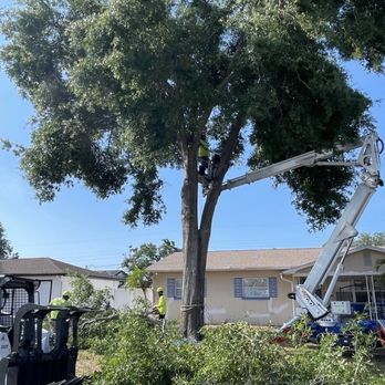 Essential Tree Service  - Tree Services Near Me - Largo, Florida