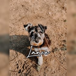 Wild Tails Dog training