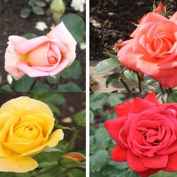 Rosarium Sangerhausen