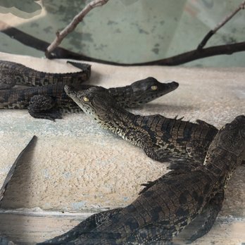 Gatorland - Baby gators!! - Zoos Near Me - Orlando, Florida