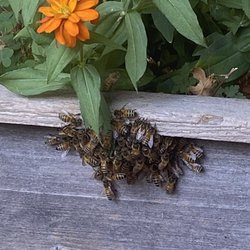 Bay Area Beebusters - Bee swarm