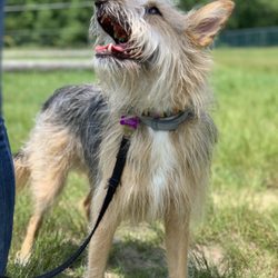 6th Sense K9 - Seriously, ANY SIZE!