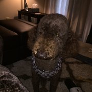 The Bird Feeder 1675 Reston Pkwy Reston Va 20 Reviews Pet