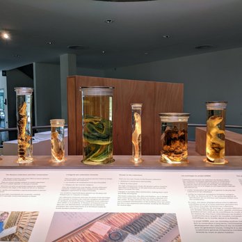 Museum d'Histoire Naturelle - Museums Near Me - Geneva, GE