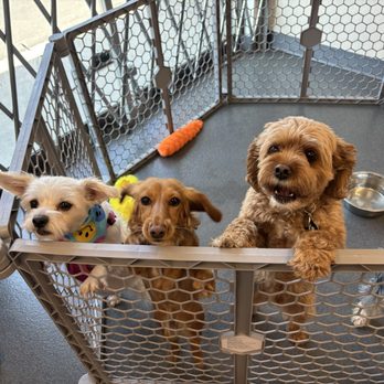 Comfy Home - Pet Boarding Near Me - Anaheim, California