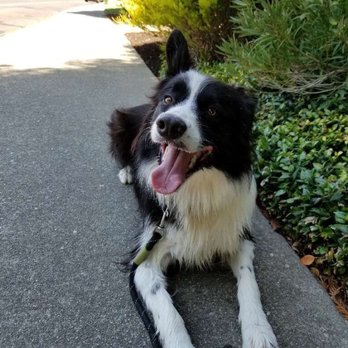 Dog Tired Adventures - Dog Walkers Near Me