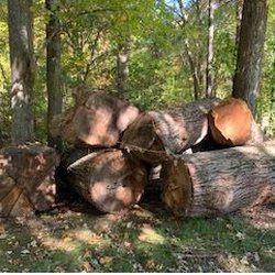 S & J Tree Service, Landscaping, Snow Removal - S&J Tree services is unreliable and has terrible service