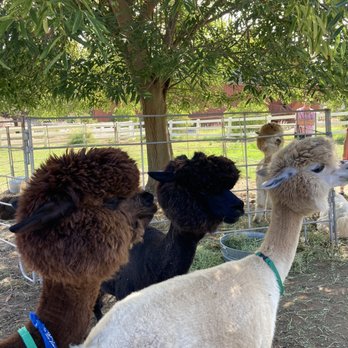 Canzelle Alpacas - Farms Near Me - Carpinteria, California