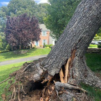 Lopez Tree Services - Tree Services Near Me - Alexandria, Virginia Lopez Tree Services - Tree Services Near Me - Alexandria, Virginia