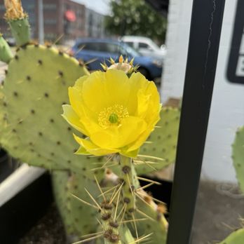 Gold Sprint Coffee - Cactus flower yellow - Coffee & Tea Near Me - Huntsville, Alabama Gold Sprint Coffee - Cactus flower yellow - Coffee & Tea Near Me - Huntsville, Alabama