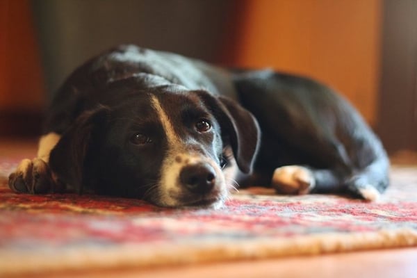 Failla Wines by null