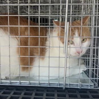 Animal Care and Control - Apache -- soon to be coming to his new home with us - Animal Shelters Near Me - Chicago, Illinois Animal Care and Control - Apache -- soon to be coming to his new home with us - Animal Shelters Near Me - Chicago, Illinois