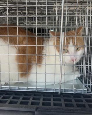 Chicago Animal Care and Control by null