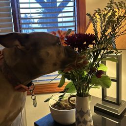 Fresh bouquet and a happy puppy Fresh bouquet and a happy puppy