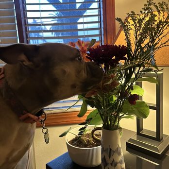 Above The Stem - Fresh bouquet and a happy puppy - Florists Near Me - Redlands, California Above The Stem - Fresh bouquet and a happy puppy - Florists Near Me - Redlands, California