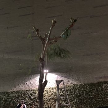 McDonald's - Looks like the Charlie Brown Christnas tree.  Was once a leafy jacaranda providing shade to McDonalds customers:( - Fast Food Near Me - Hollywood, California