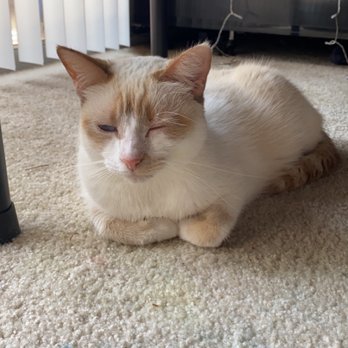 Pet Headquarters - stella now. - Veterinarians Near Me - Camarillo, California