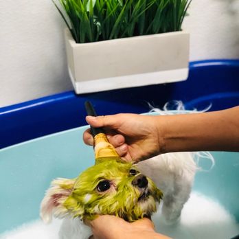 Spoiled Pup - I love their service. I've been going to Petsmart for for 8 years and I change to this place. - Pet Groomers Near Me - Las Vegas, Nevada Spoiled Pup - I love their service. I've been going to Petsmart for for 8 years and I change to this place. - Pet Groomers Near Me - Las Vegas, Nevada