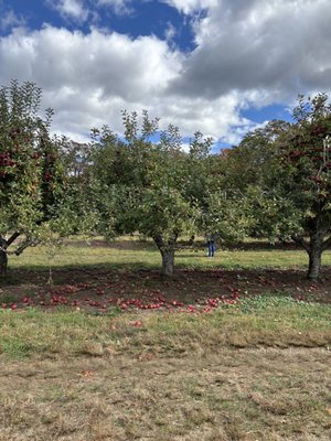 Dr Davies Farm by null