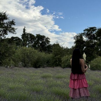 Life Under The Oaks Lavender Farm - Field - Farms Near Me - Oracle, Arizona Life Under The Oaks Lavender Farm - Field - Farms Near Me - Oracle, Arizona