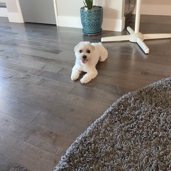 Classy Canine's Wiggle Rumps - After - Pet Groomers Near Me - Castrovalley, California