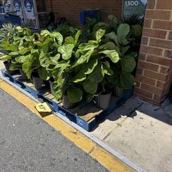 Food Lion