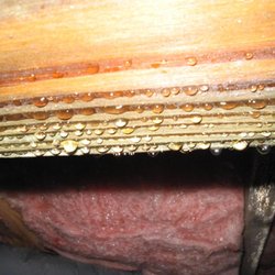 Reliance Pest & Termite