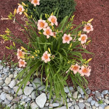 Morse Lawn & Landscape - Lawn Services Near Me Morse Lawn & Landscape - Lawn Services Near Me