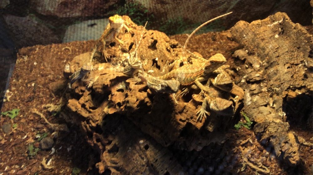 GREEN’S PET CENTER Updated September 2024 27 Photos & 11 Reviews