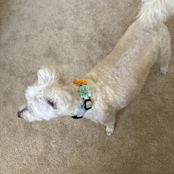 Doggy-Doos Mobile Pet Grooming - She added very cute flowers to her collar
