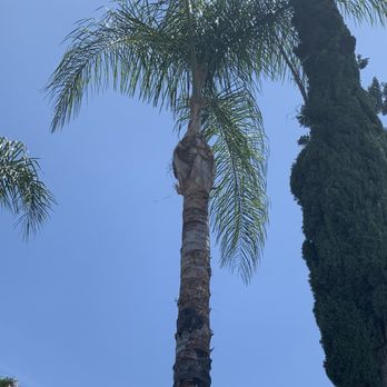 Miguel Tree Service - After photos of our Palm Trees. - Tree Services Near Me Miguel Tree Service - After photos of our Palm Trees. - Tree Services Near Me