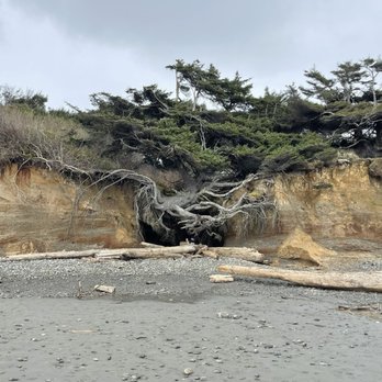 Tree Of Life - Landmarks & Historical Buildings Near Me - Forks, Washington Tree Of Life - Landmarks & Historical Buildings Near Me - Forks, Washington