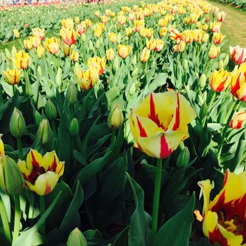 Texas-Tulips - Nurseries & Gardening Near Me - Pilot Point, Texas Texas-Tulips - Nurseries & Gardening Near Me - Pilot Point, Texas