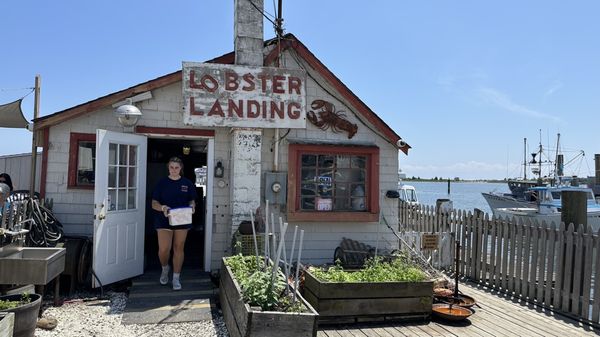 Lobster Landing by null
