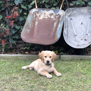 Lincoln Trains Humans - Pet Training Near Me Lincoln Trains Humans - Pet Training Near Me