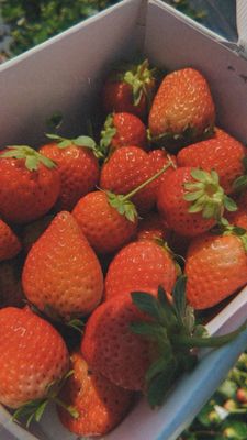 Garden Sweet by null