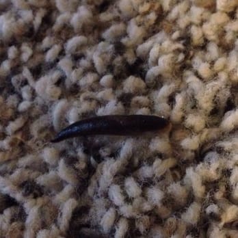 Ashcart Enterprises - And in my carpets-see, they kind of match! - Property Management Near Me Ashcart Enterprises - And in my carpets-see, they kind of match! - Property Management Near Me
