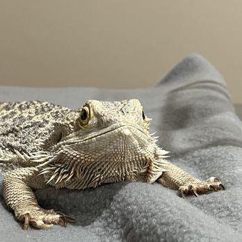 Exotic Pet Vets - My bearded dragon Melanie - Veterinarians Near Me - Denver, Colorado Exotic Pet Vets - My bearded dragon Melanie - Veterinarians Near Me - Denver, Colorado