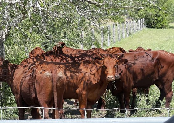King Ranch by null