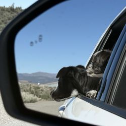 Mammoth Lakes Community Dog Park