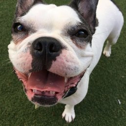 Roo at Dog Day Afternoon