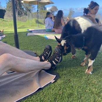 Maui Goat Yoga - Animal Assisted Therapy Near Me - Kula, Hawaii Maui Goat Yoga - Animal Assisted Therapy Near Me - Kula, Hawaii