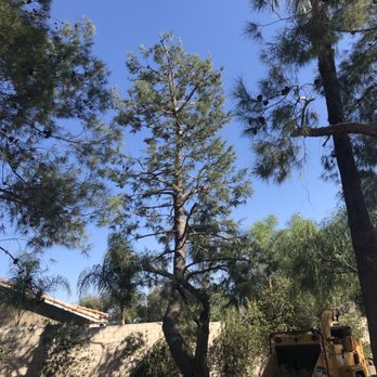 Ezra Tree Service - Tree Services Near Me Ezra Tree Service - Tree Services Near Me