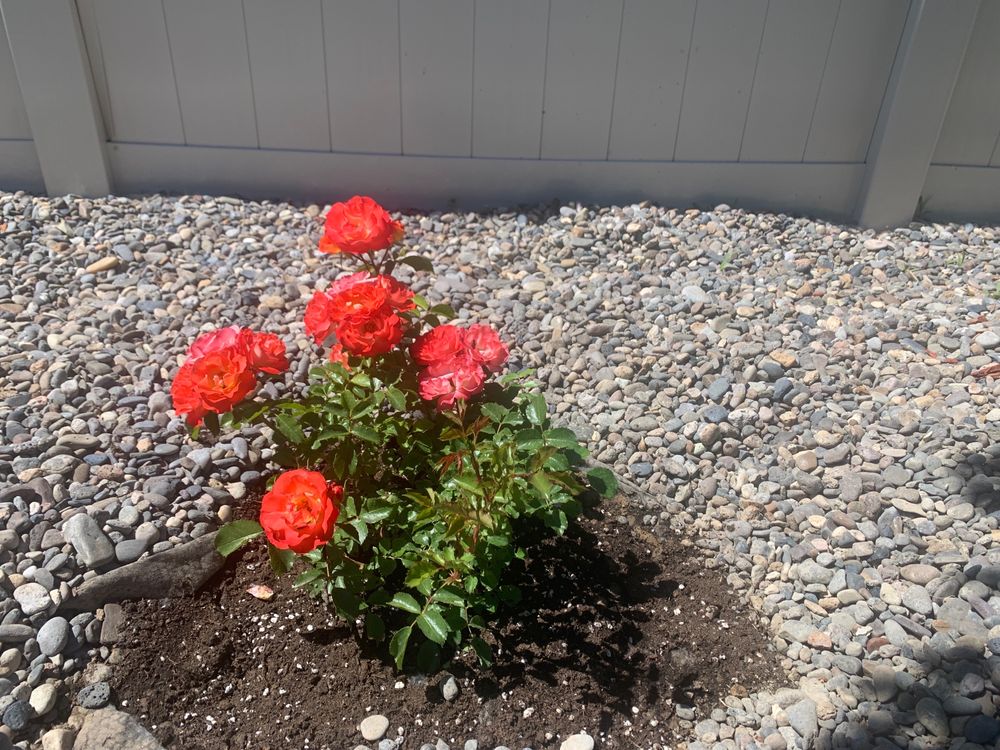 DURITE NURSERY Updated September 2024 10 Reviews 5321 W Cherry