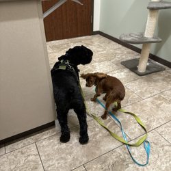 Wellspring Animal Hospital - My doggies